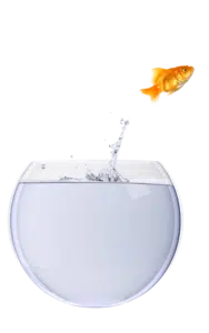 Fish jumping from bowl
